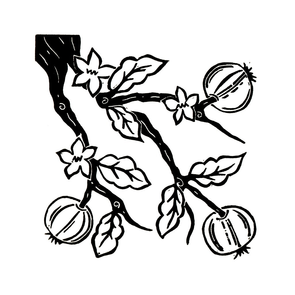 Apple Branch - Limited Edition Linoprint