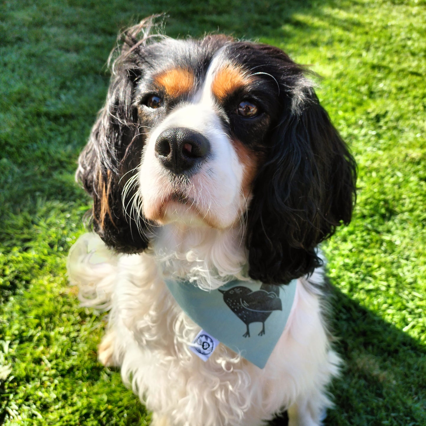 Dog Collar Bandana - Wren