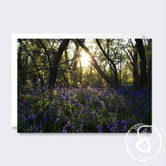 Bluebell Wood at Sunset - Greetings Card