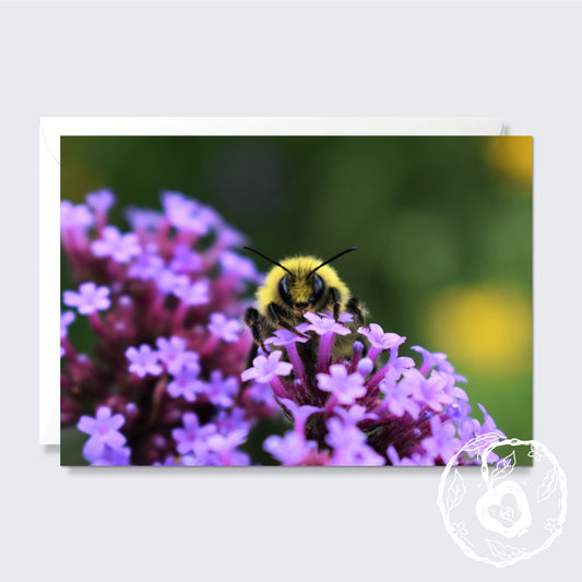 White-Tailed Bumblebee - Greetings Card