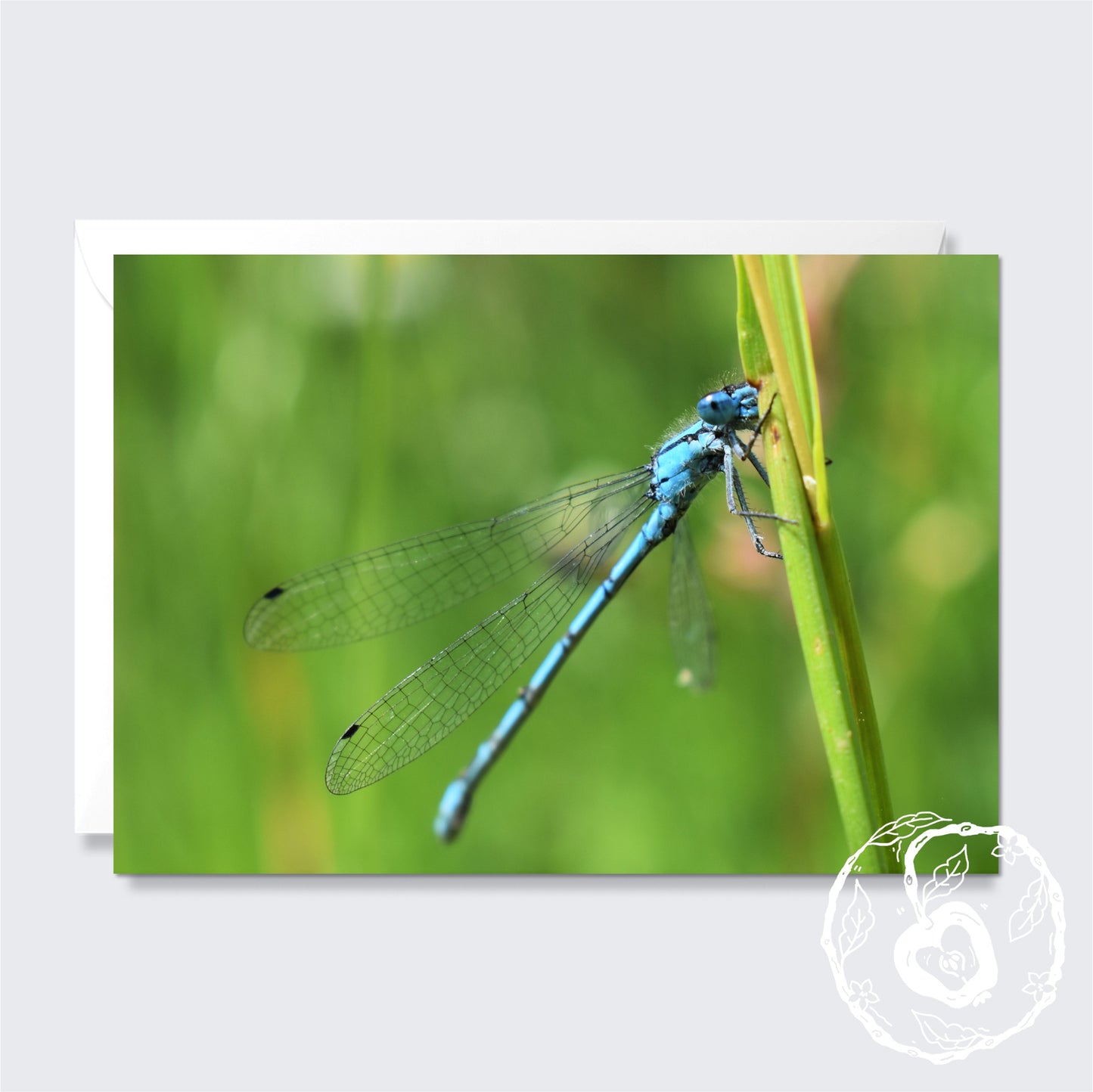 Common Blue Damselfly - Greetings Card