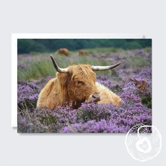 Highland Cow - Greetings Card