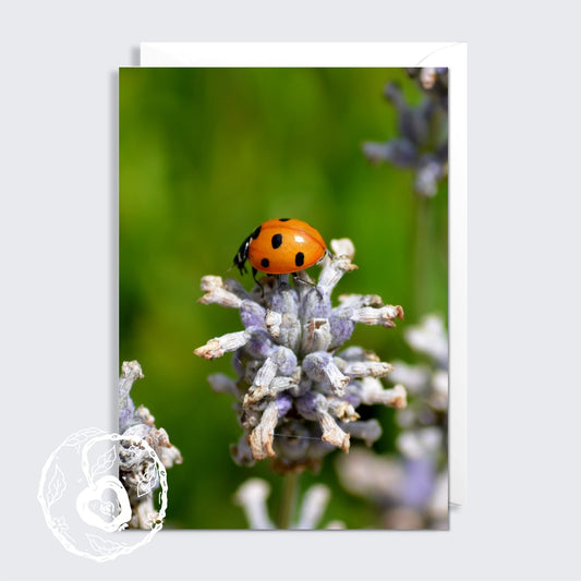 Ladybird - Greetings Card