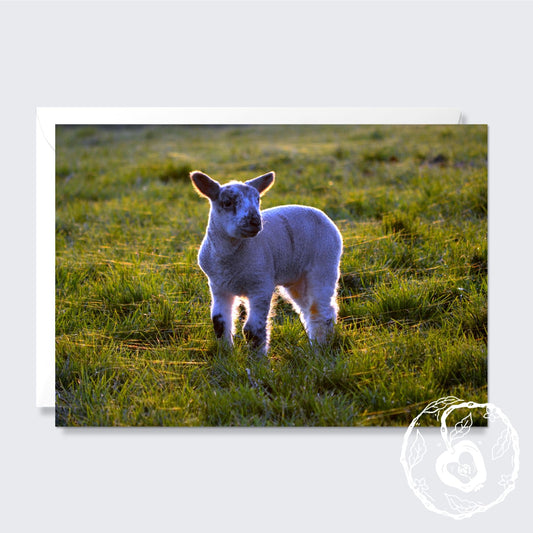 Lamb at First Light - Greetings Card