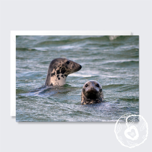 Pair of Common Seals - Greetings Card