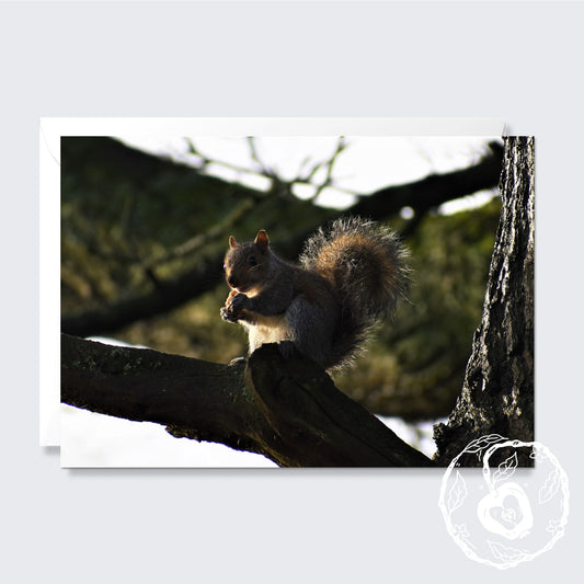 Squirrel - Greetings Card